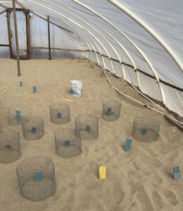 Inside the sea turtle greenhouse at Tortugueros Las Playitas, showing rows of numbered wire mesh cylinders protecting turtle nests in hot sand.