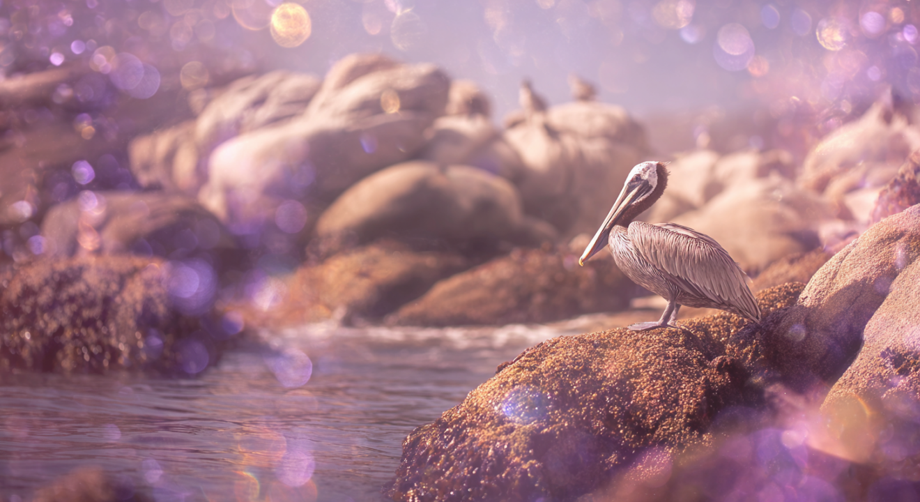 feat-confidence-pelicans.png Finding Confidence in Healing